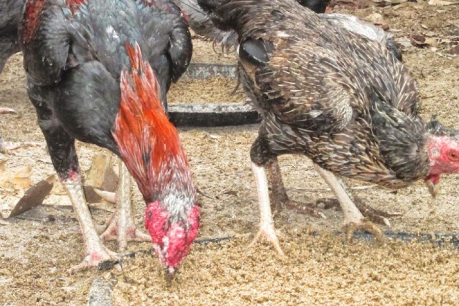 Tips Pemberian Pakan Ternak Ayam Kampung