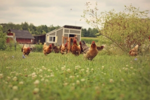 Inilah Rahasia Cara Ternak Ayam tanpa Bau dan Kotor