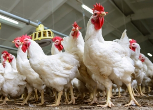 4 Cara Ternak Ayam Potong Cepat Panen