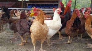 Mengintip Besarnya Peluang Agribisnis, Khususnya Ayam Kampung