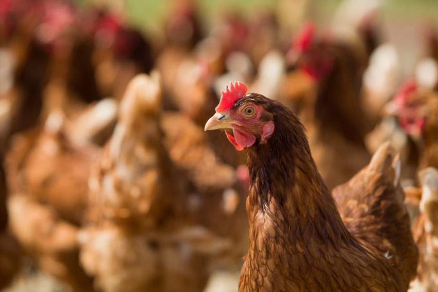 4 Keuntungan Ternak Ayam Potong